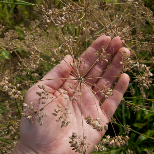 Bouquet Dill