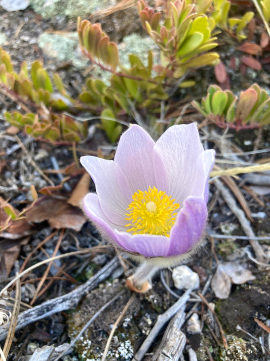 Pasque Flower, American aka Pulsatilla (Pulsatilla patens)