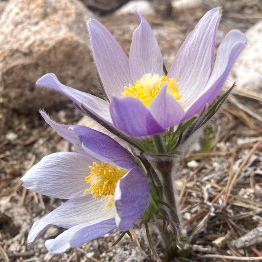 Pasque Flower, American aka Pulsatilla (Pulsatilla patens)