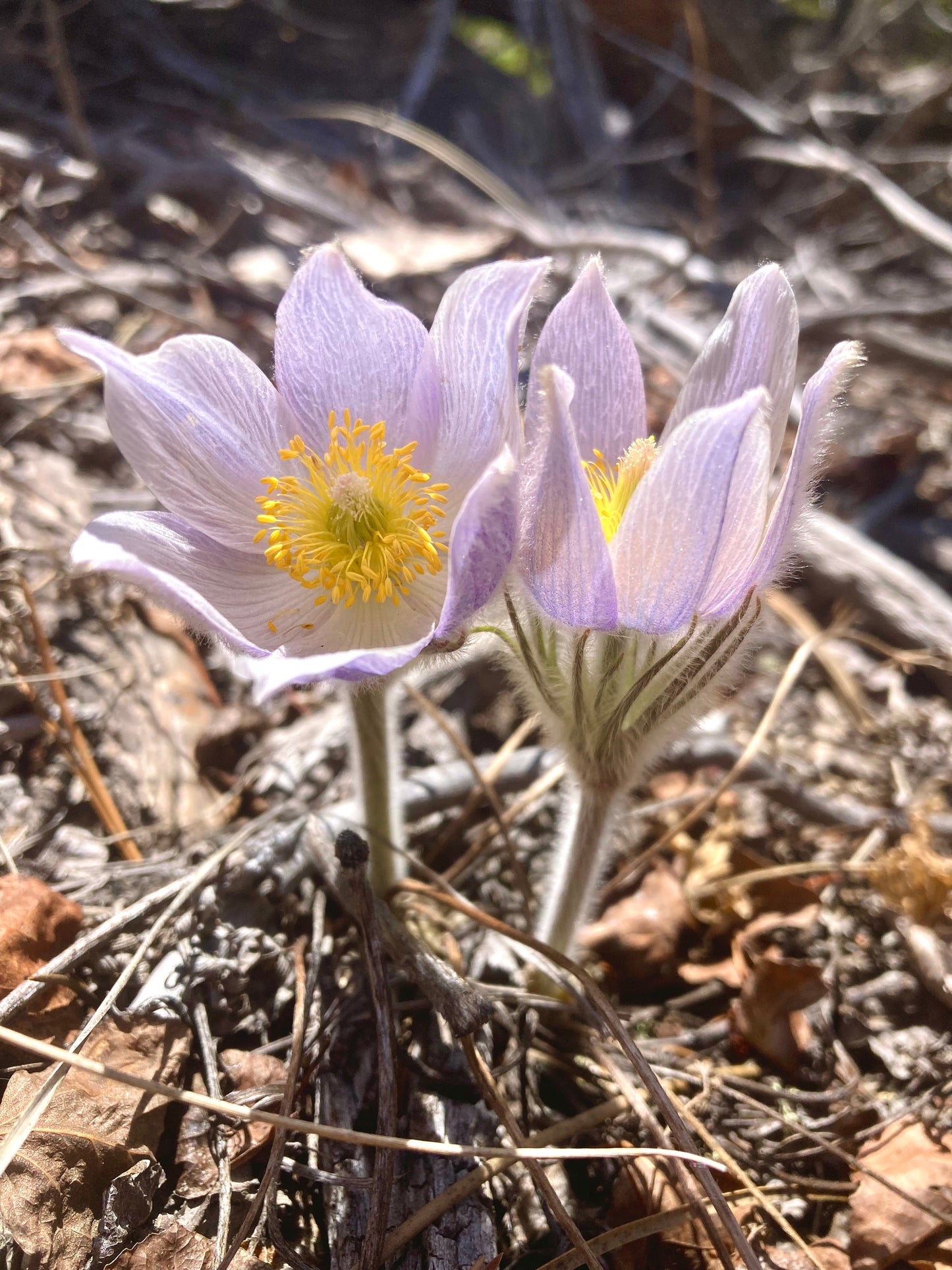 Pasque Flower, American aka Pulsatilla (Pulsatilla patens)