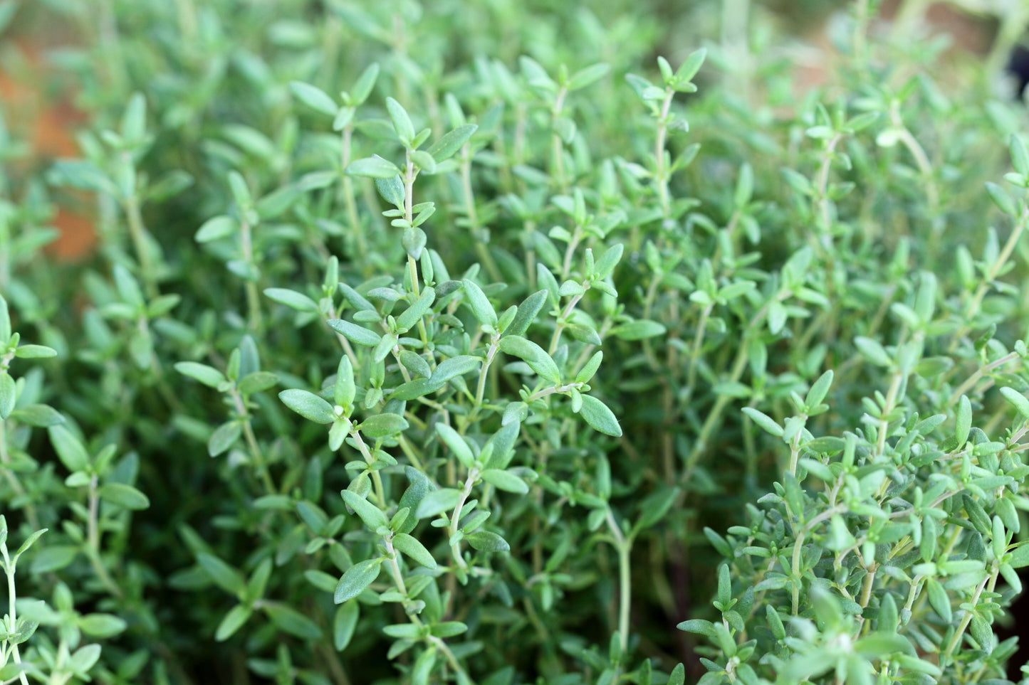 Thyme, English (Thymus vulgaris)