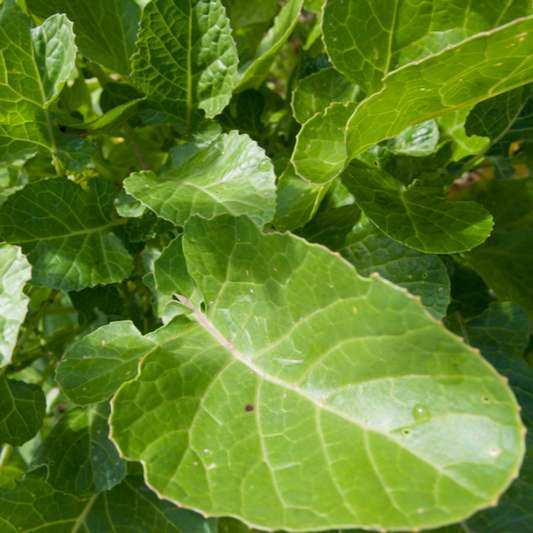Ethiopian Kale