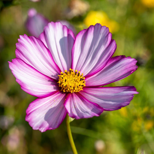 Cosmos, Garden Mix (Cosmos bipinnatus)