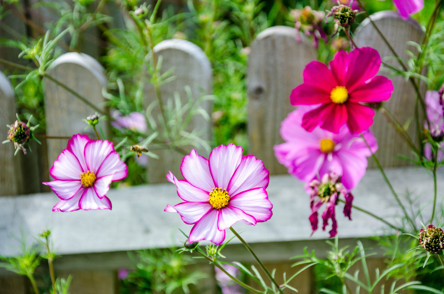 Cosmos, Garden Mix (Cosmos bipinnatus)