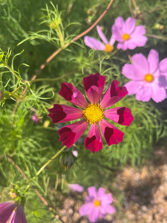 Cosmos, Garden Mix (Cosmos bipinnatus)