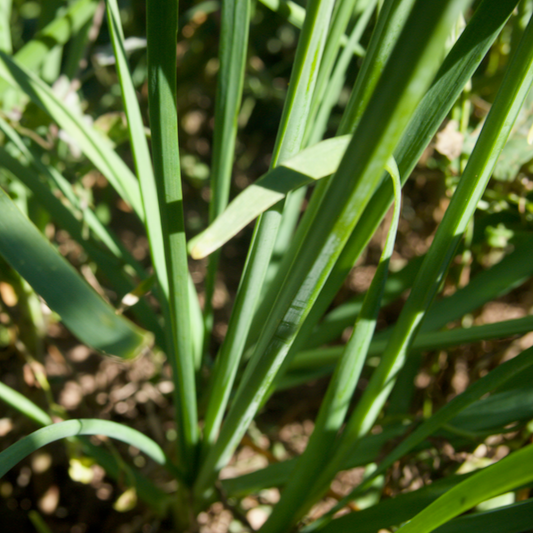 Garlic Chives