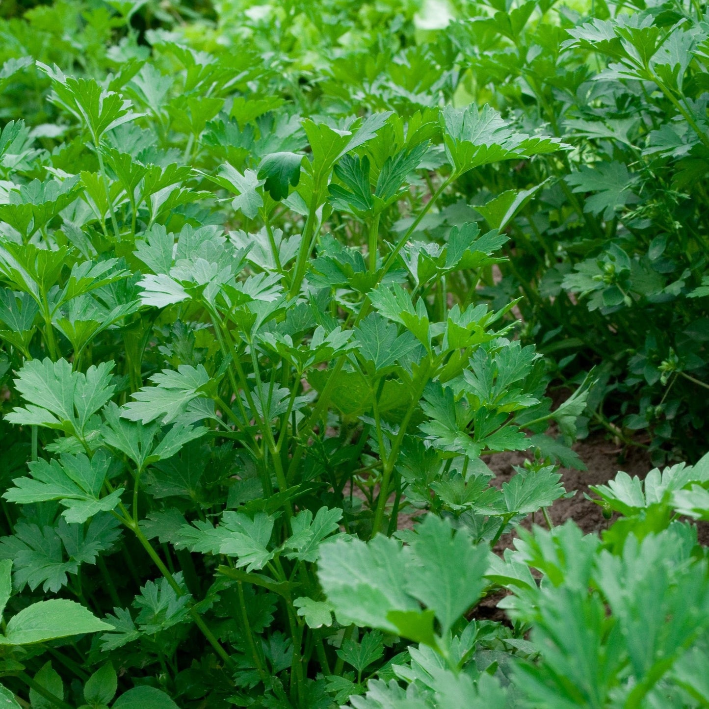 Parsley, Giant of Italy (Petroselinum crispum var. latifolium)