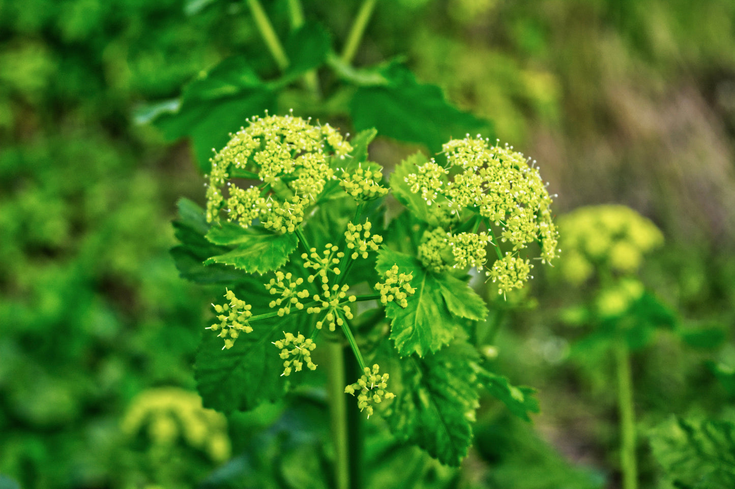 Alexanders, Golden (Zizia aurea)