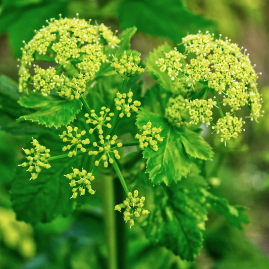 Alexanders, Golden (Zizia aurea)