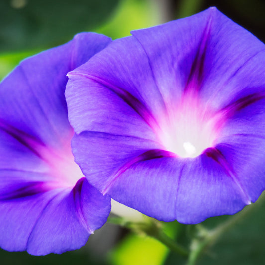 Morning Glory, Grandpa Ott's (Ipomoea tricolor)