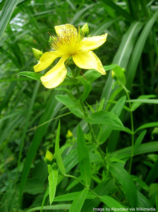 St. John's Wort, Great (Hypericum ascyron)