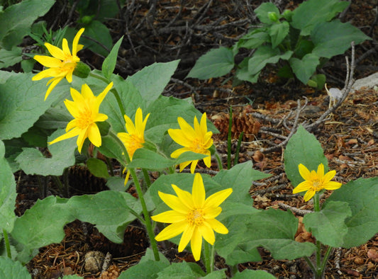 Arnica, Heartleaf (Arnica cordifolia)
