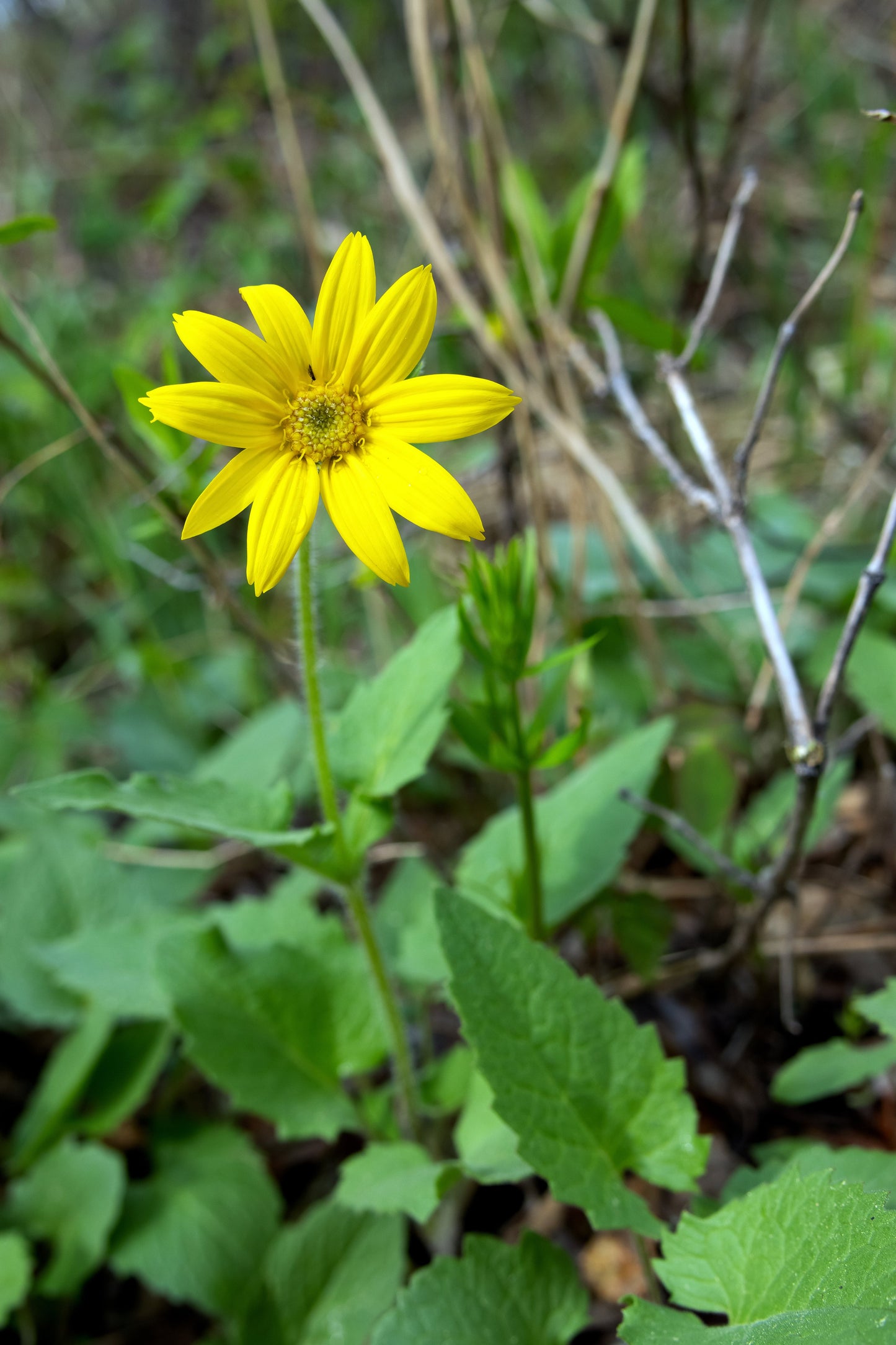 Arnica, Heartleaf (Arnica cordifolia)