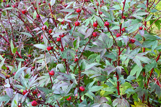 Hibiscus aka Roselle (Hibiscus sabdariffa)