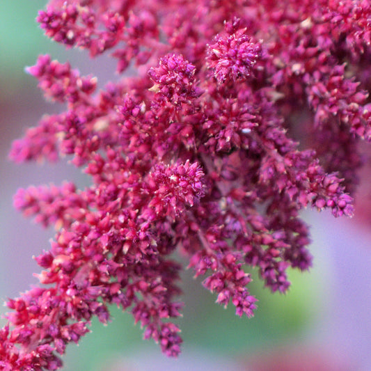 Amaranth, Hopi Red Dye (Amaranthus cruentus)