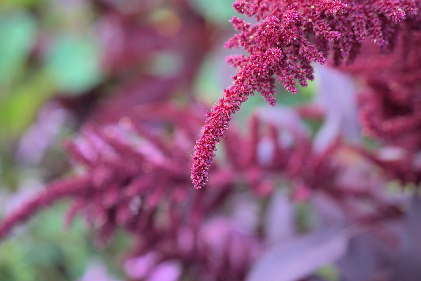 Amaranth, Hopi Red Dye (Amaranthus cruentus)