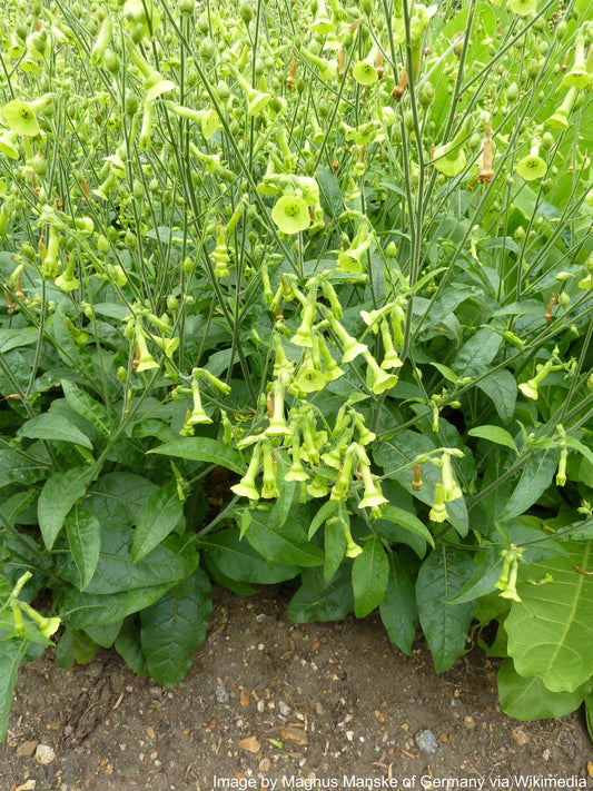Tobacco, Huichol aka Langsdorff's (Nicotiana langsdorffii)