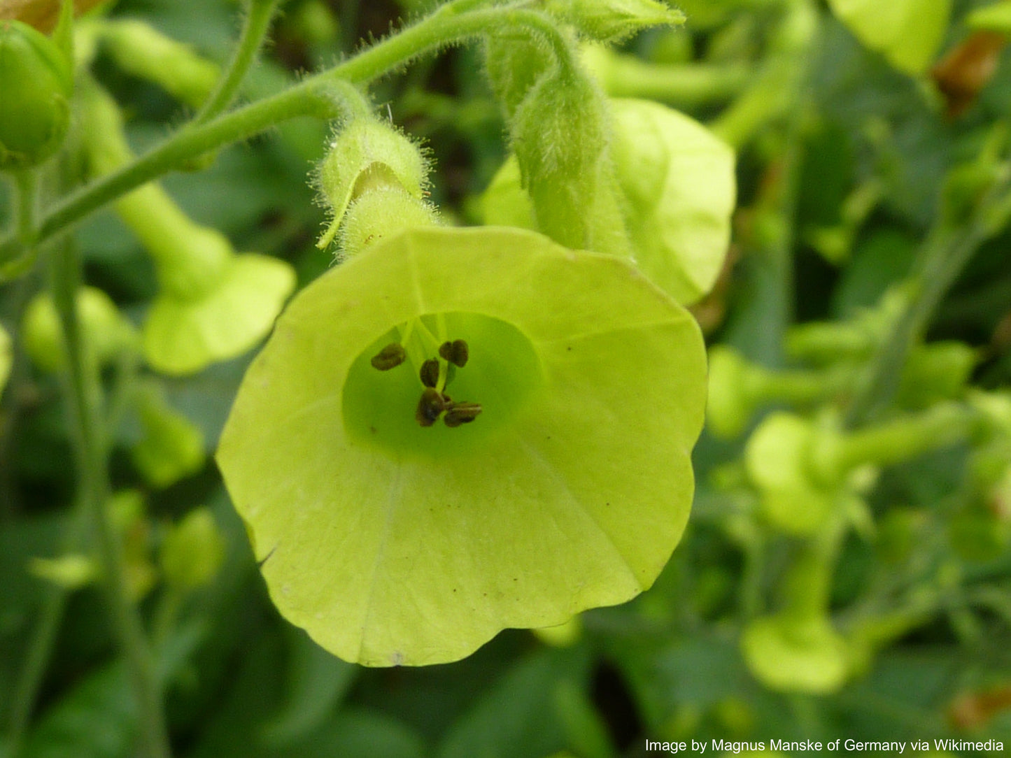 Tobacco, Huichol aka Langsdorff's (Nicotiana langsdorffii)