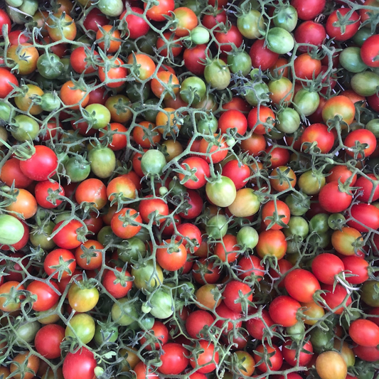 Italian Winter Tomato