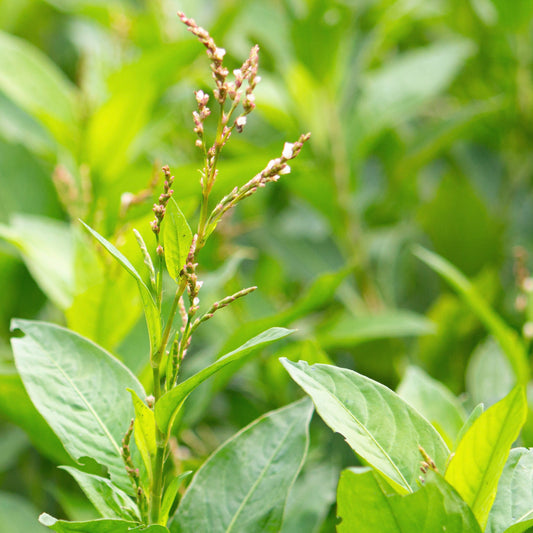 Indigo, Japanese (Persicaria tinctoria)