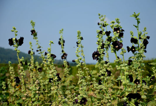 Hollyhock, Jet Black (Alcea rosea)