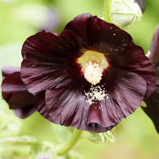 Hollyhock, Jet Black (Alcea rosea)