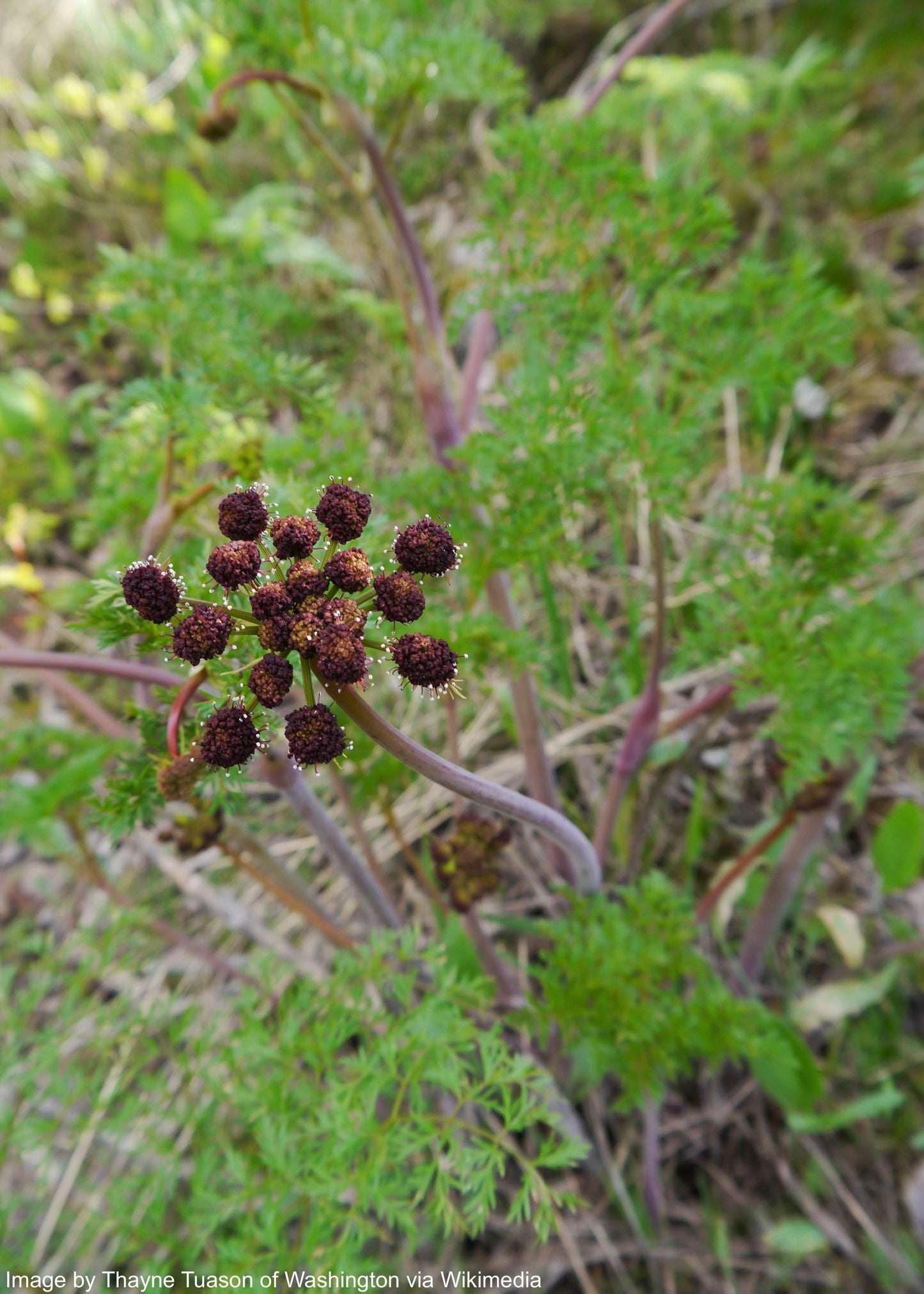 Lomatium (Lomatium dissectum)
