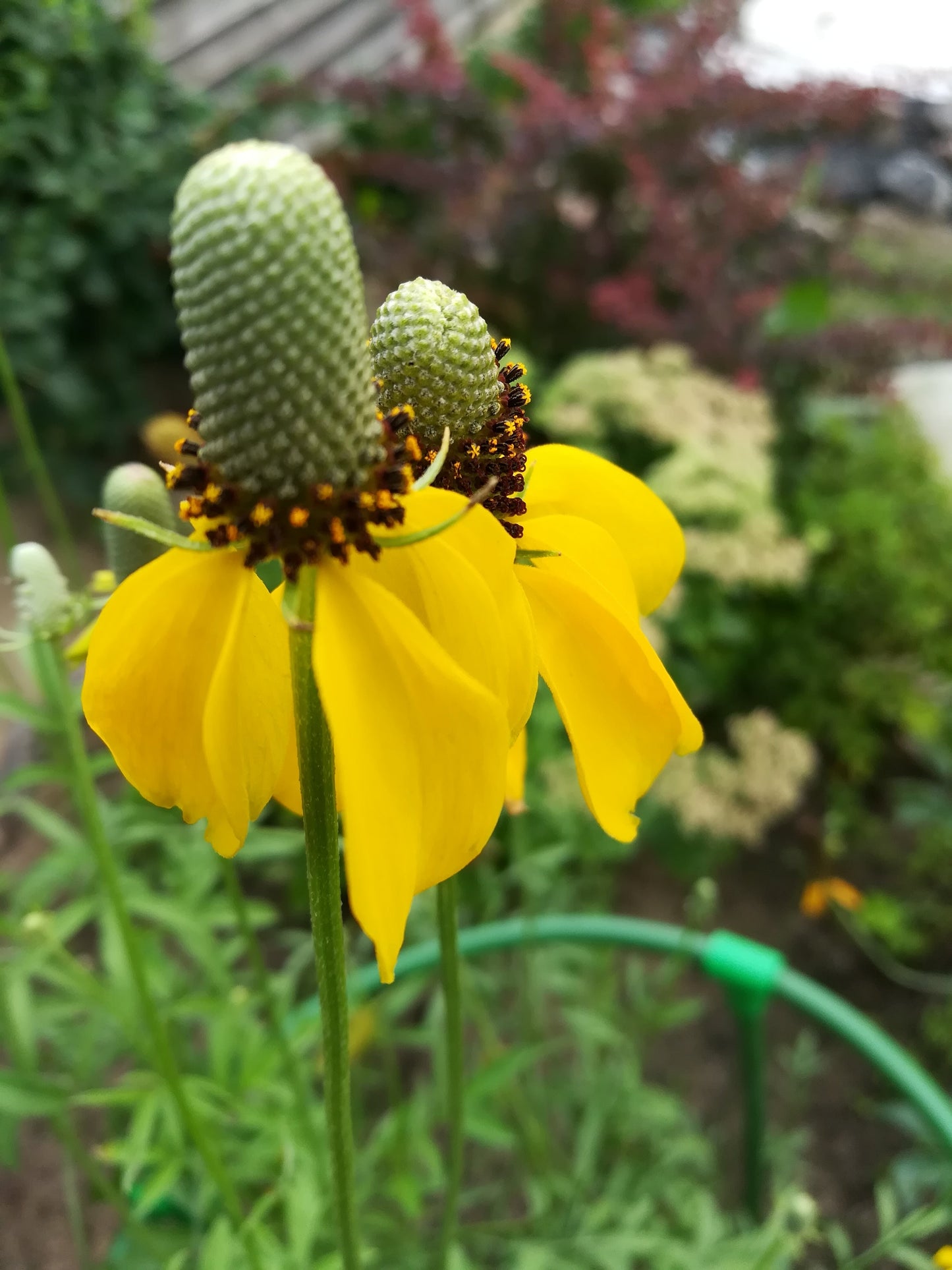 Coneflower, Long-headed (Ratibida columnifera)