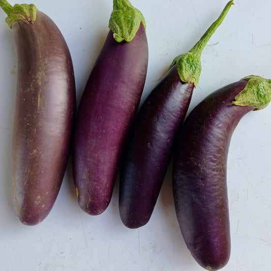 Early Violet Italian Eggplant