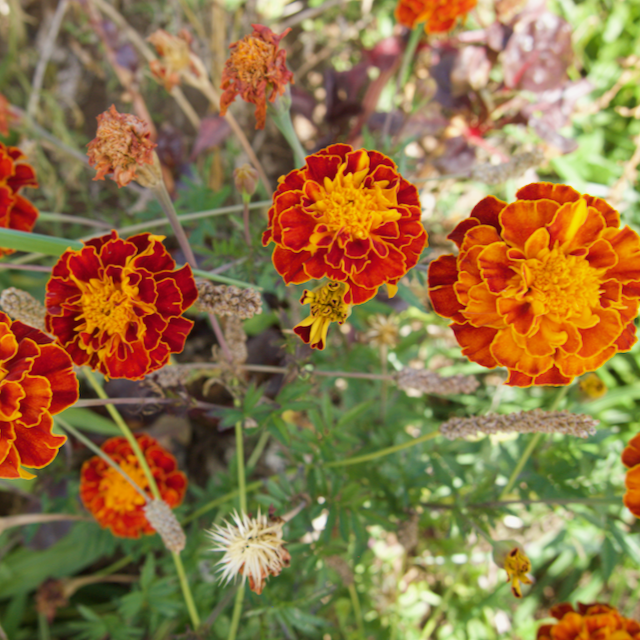 Colorado Marigold Mix