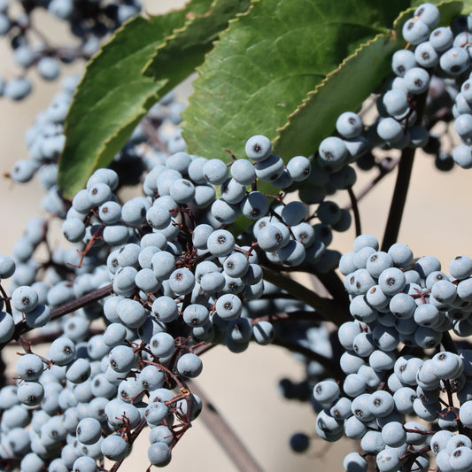 Elderberry, Mexican Blue (Sambucus nigra var. caerulea)