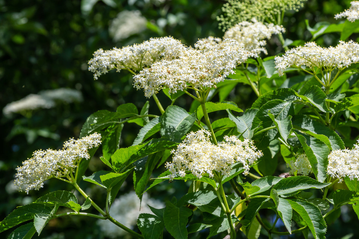 Elderberry, Mexican Blue (Sambucus nigra var. caerulea)