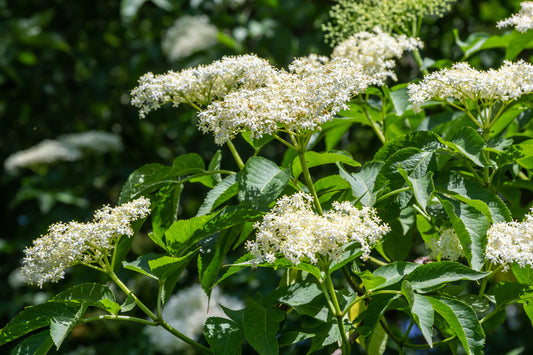 Elderberry, Mexican Blue (Sambucus nigra var. caerulea)
