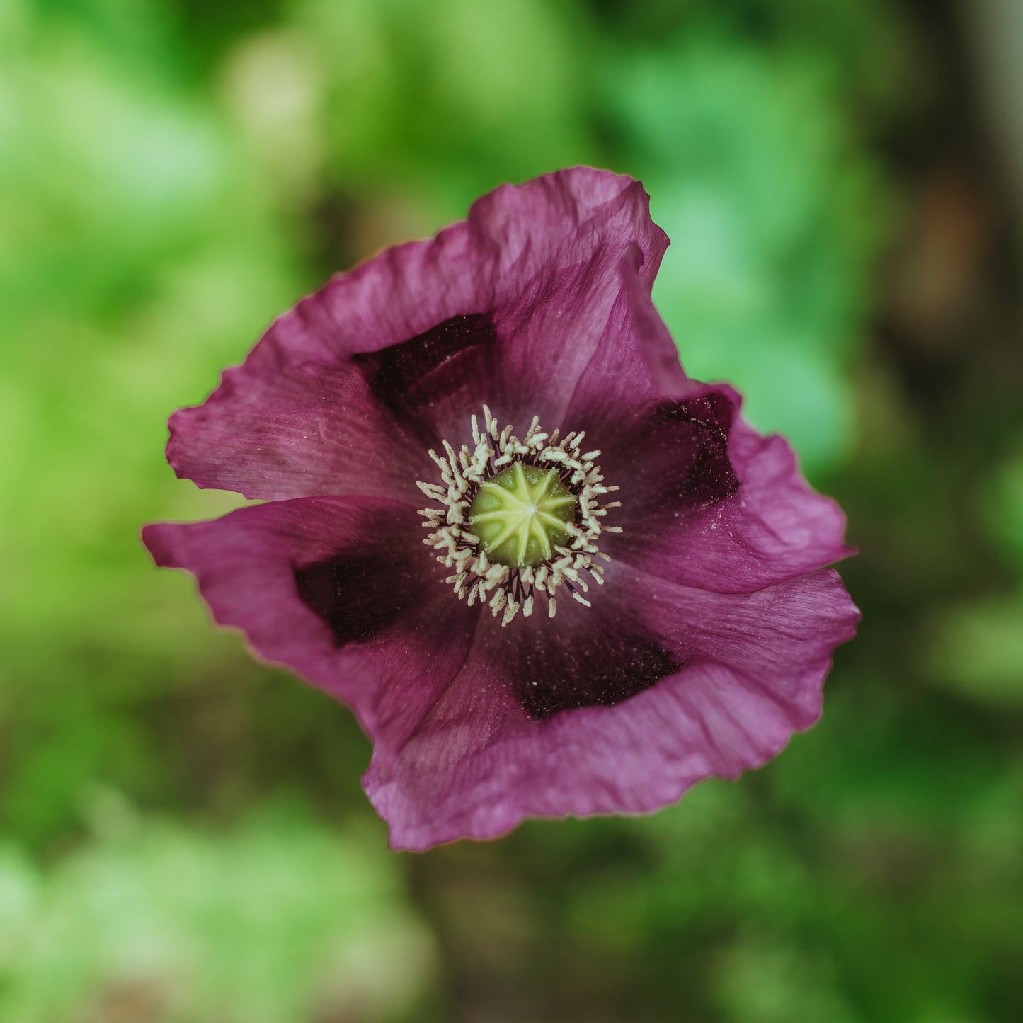 Poppy, Velvet Garden Mix (Papaver somniferum)