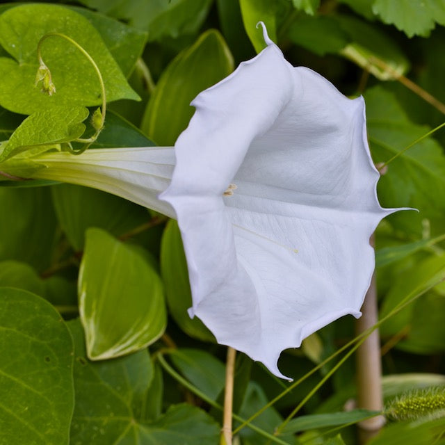 Moonflower, Giant (Ipomoea alba)