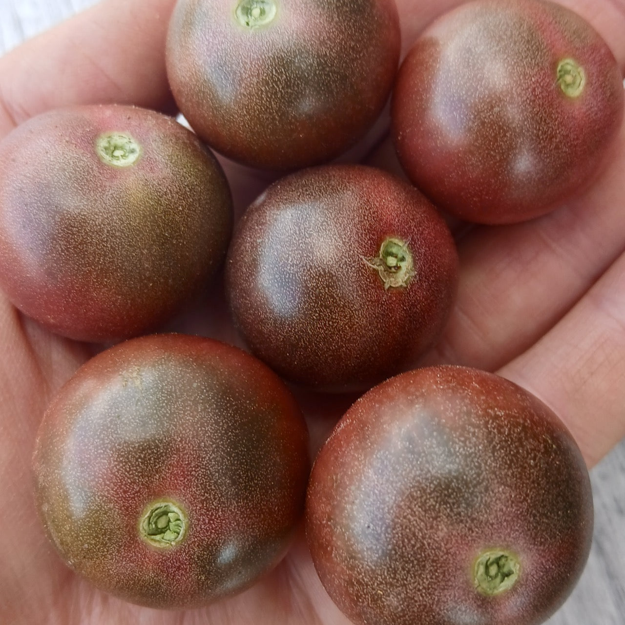 Mountain Black Cherry Tomato