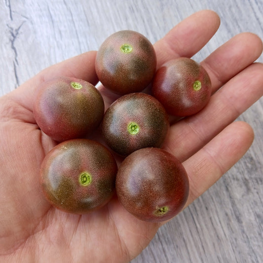Mountain Black Cherry Tomato
