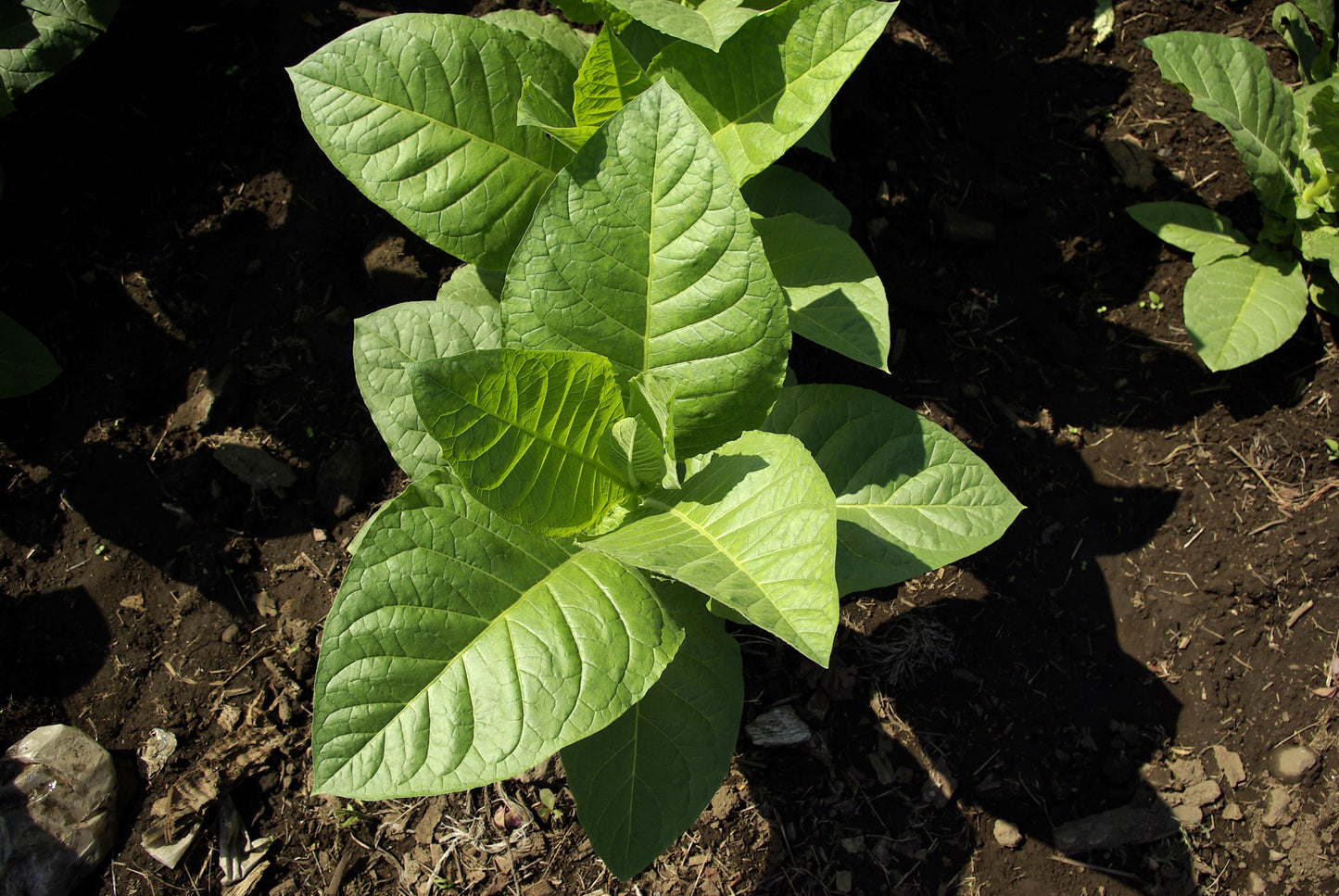 Hopi Origin Tobacco