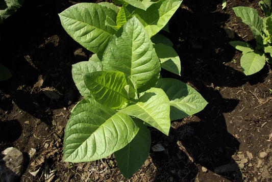 Hopi Origin Tobacco