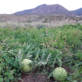 Diné Origin Sweet Storage Watermelon