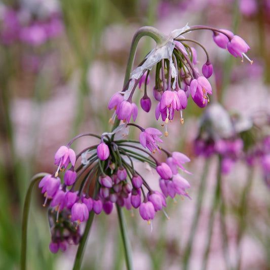 Onion, Nodding (Allium cernuum)