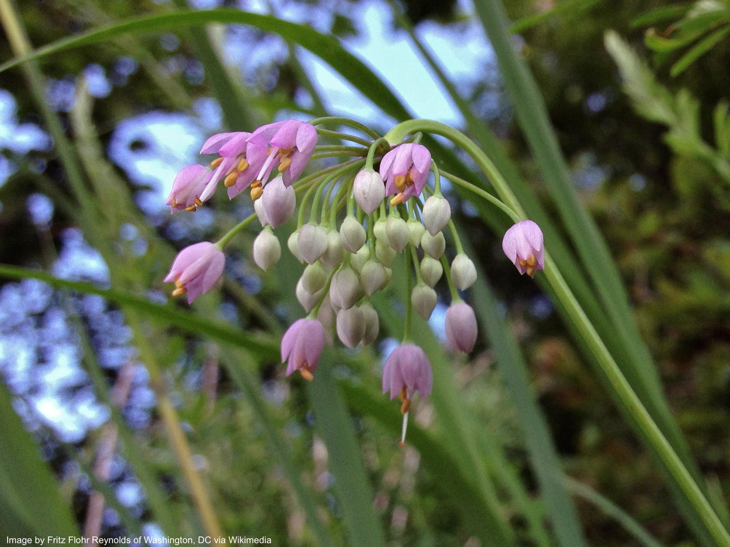 Onion, Nodding (Allium cernuum)