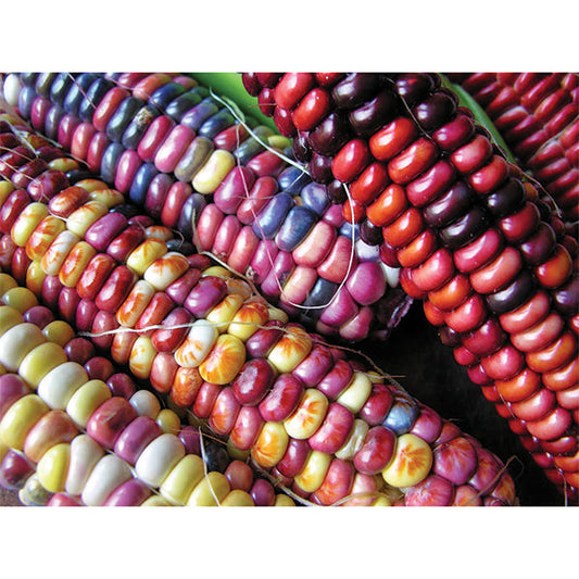 Full Seed CSA Share - 50 Varieties Curated for Your Area!