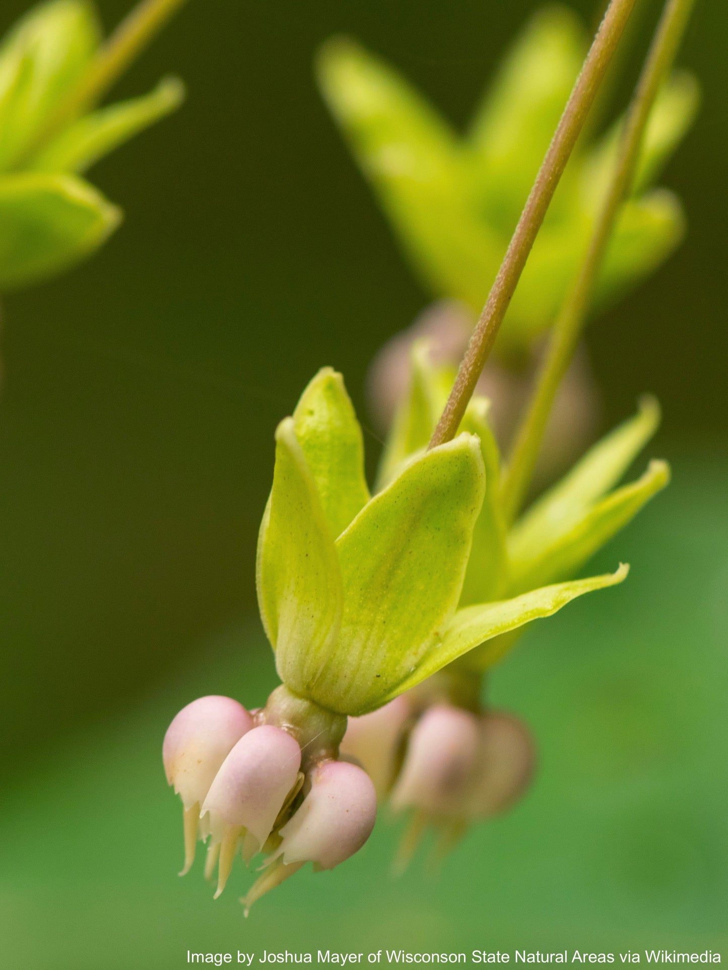 Milkweed, Poke (Asclepias exaltata)