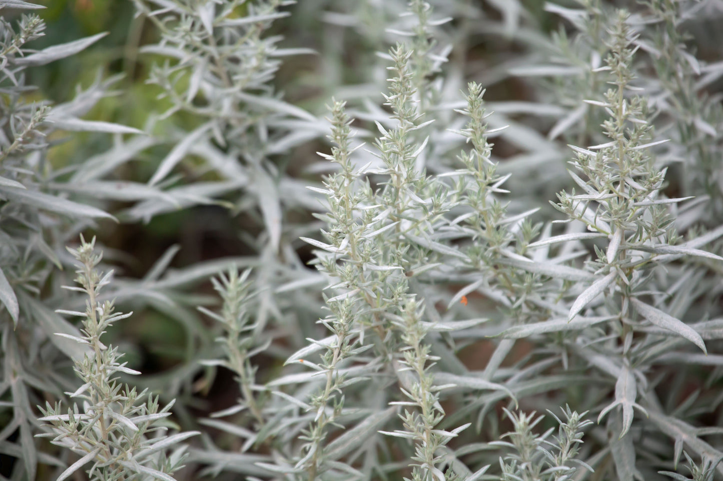 Sage, Prairie (Artemisia ludoviciana)