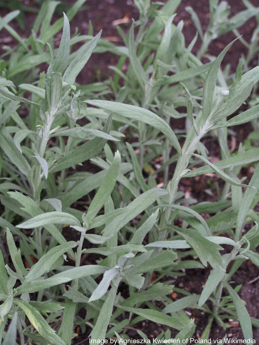 Sage, Prairie (Artemisia ludoviciana)