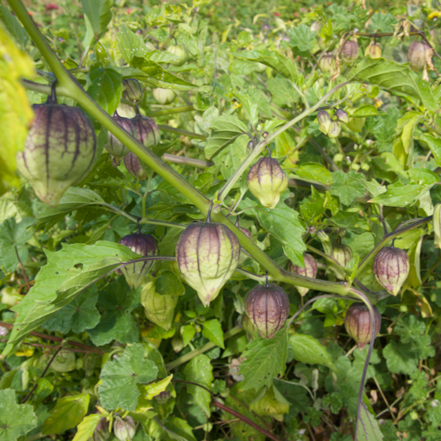 Purple de Milpa Tomatillos