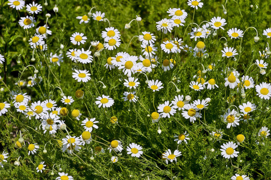 Chamomile, Roman (Chamaemelum nobile)