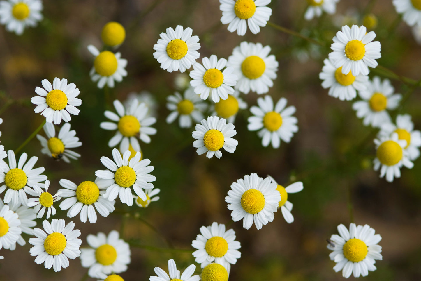 Chamomile, Roman (Chamaemelum nobile)