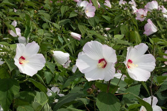 Rosemallow (Hibiscus moscheutos)